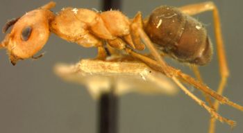 Media type: image; Entomology 8881   Aspect: habitus lateral view